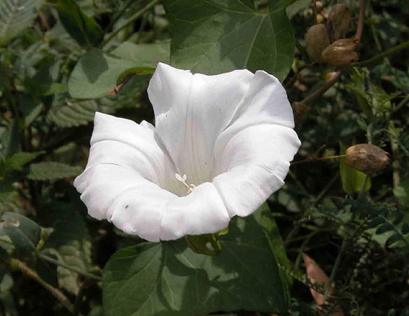 Bindweed, Greater flower